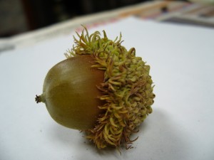noix,glands chêne à gros fruits (quercus macrocarpa)